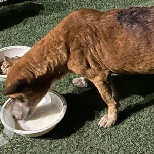 A Black and Brown Indie Dog Missing from Shankar Hospital, Shankar Garden Vikas Puri