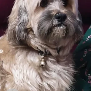 A White-Brown Mix Lasha Apsho Dog Missing from Ganigarapalya Hoshalli Cross-4