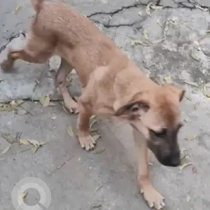 A Black and Brown Indie Dog Found from Musharambhag-2