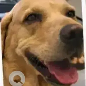 A White Labrador Dog Missing from Ulsoor lake, RMZ building-2