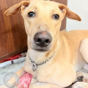 A White-Brown Mix Indie Dog Missing from Laxmi nagar, Nirman vihar, Shakarpur area-3