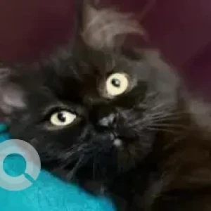 A Black Indie Cat Missing from Kathbada Road, Washermanpet-3