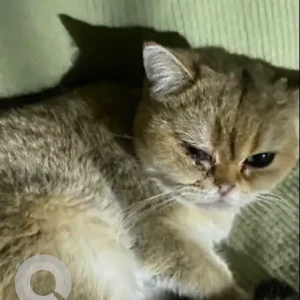 A White-Brown Mix Domestic Shorthair Cat Found from Mirdif St. 55c