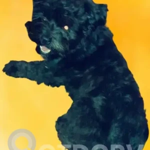 A Black yorkie/poodle Dog Missing from wethersfield ave