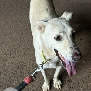 A White-Brown Mix Indie Dog Found from Nagoa, Parra
