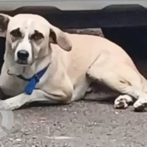 A White and Grey Indie Dog Missing from Hyderabad
