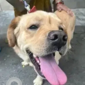 A Golden Labrador Retriever Dog Found from Bengaluru-2