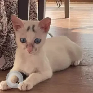 A White Indie Cat Missing from Brookefield, Kundalahalli