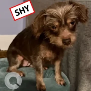 A Brown yorkie/poodle x Dog Missing from Chennai