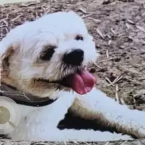 A White Lasha Apsho Dog Missing from Nehru Nagar, Ghaziabad-2