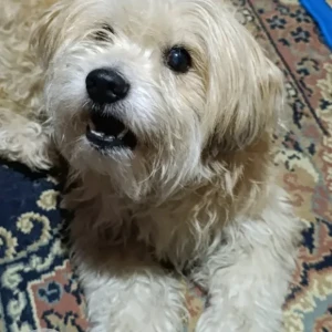 A White Poodle Mix Dog Missing from Kanibahal, Lalitpur-2