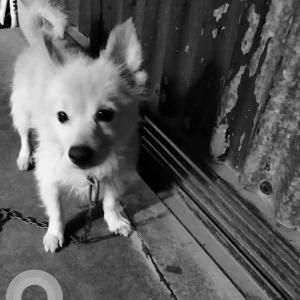 A White Pomeranian Dog Found from Ludhiana