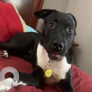 A Black and White Black Lab/Cur Mix Dog Missing from Winter St/Washington St/Little Rd