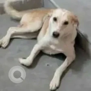 A White-Brown Mix Indie Dog Missing from Dhoolsiras village, Bajghera village