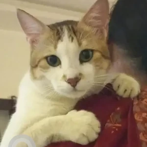 A White and Grey Indie Cat Missing from Arpora, Candolim-3