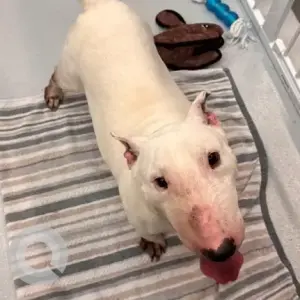 A White Bull Terrier Dog Found from Fairmount Ave Hyde Park