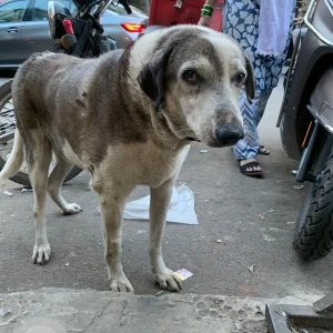 A Grey-White Mix Indie Dog Missing from Annapurna Restaurant side, Apollo Clinic NIBM road