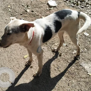 A Black and White Indie Dog Found from Telecom layout, Jakkur-3
