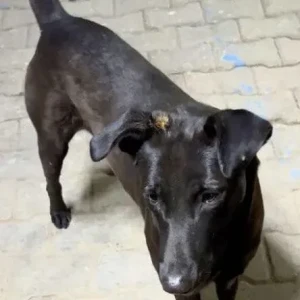 A Black and White Indie Dog Missing from Sector 85, Faridabad