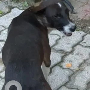 A Black and Brown Indie Dog Found from Sector 95A, Faridabad