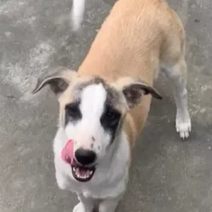 A White-Brown Mix indie mix Dog Missing from bargachi