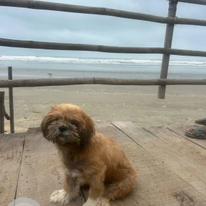A White-Brown Mix Lasha Apsho Dog Missing from Arambol