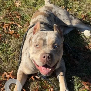 A White-Brown Mix American Bulldog Dog Missing from Bedford St & Taunton St.