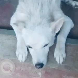 A White Indie Dog Missing from Oxel