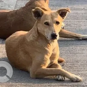 A White-Brown Mix Indie Dog Missing from Balewadi, Pune
