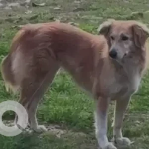 A Brown Golden Retriever Dog Found from Rai Pithora Park