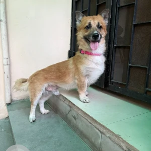 A White-Brown Mix Indie Dog Found from Bandra West, Mumbai