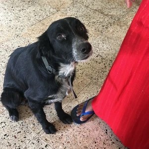 A Black and White Indie Dog Found from Pune