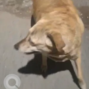 A Black and Brown Indie Dog Found from Gali number 1, Sri nagar-2