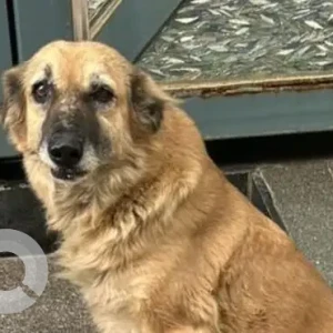 A Brown Indie Dog Missing from Dhansa Stand, Najafgarh