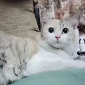 A White Calico Cat Missing from Millers Road, Kings Crest Apartments