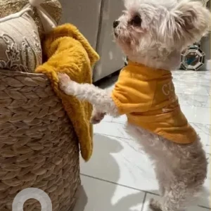 A White Maltese Dog Missing from Birdseye Street