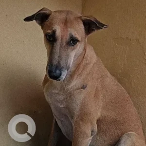 A Brown Indie Dog Missing from Chandimandir Canttonment
