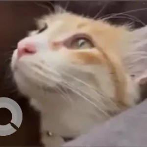 A Brown Ginger Cat Missing from Cubbon Park Court-3