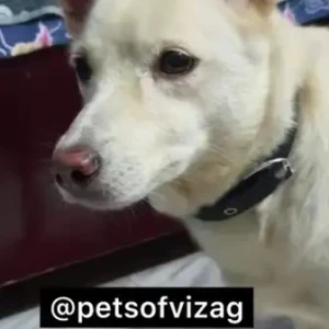 A White Pomeranian-Indie mix Dog Missing from Marripalem, Visakhapatnam