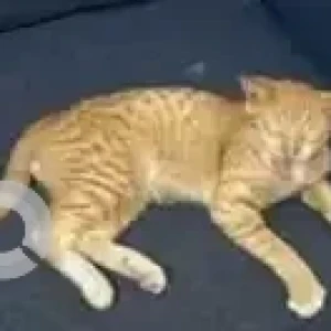 A Orange Ginger cat Cat Missing from Bengaluru-3