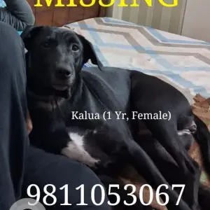 A Black and White Indie Dog Missing from CR Park, South Delhi