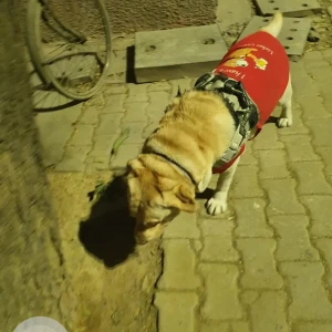 A Light Brown Labrador Dog Missing from K pocket Sarita Vihar-2