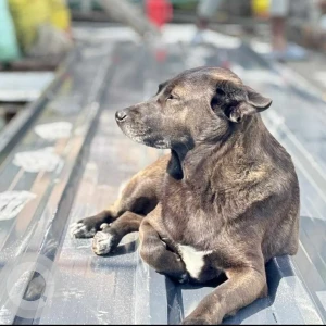 A Black and Brown Indie Dog Missing from Lower Sichey Barpipal Taxi Stand