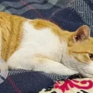 A White-Brown Mix Ginger Cat Found from Malleshwaram-2
