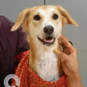 A White-Brown Mix Indie Dog Missing from Conscient One Mall, Sector 109-3