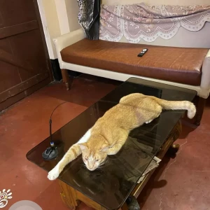 A White-Brown Mix Indie Cat Missing from Lake Town, Kolkata-2