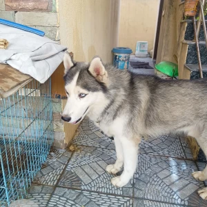 A White and Grey Husky Dog Adoption from Bachupally, Hyderabad