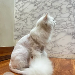 A White Persian Cat Missing from Chowk, Chakan-2