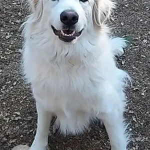 A White Great Pyreness Dog Missing from Old Dana Road and Sheldon Road.