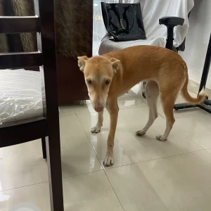 A White-Brown Mix Indie Dog Found from M3M Urbana, Sector 67